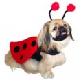 /album/fotogaleria-coleccion-disfraz-/ladybugcostume-jpg/