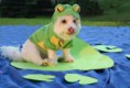 /album/fotogaleria-coleccion-disfraz-/perro-disfraz-rana-jpg/